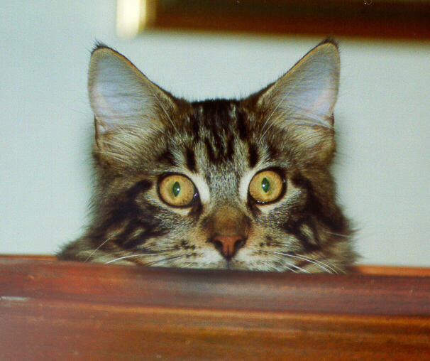 Worf Face Peeking
